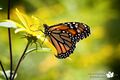 Monarch Butterfly - Flickr - Ryan Pimiskern - 5578309121 030b0531f2 c.jpg