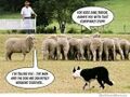 Sheep conspiracies.jpg